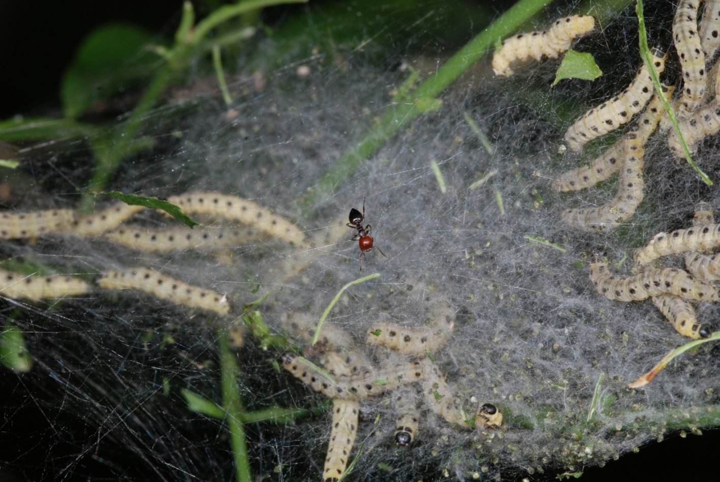 Crematogaster in un nido di larve di lepidottero